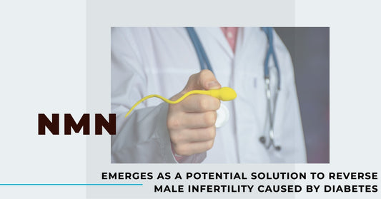 NMN emerges as a potential solution to reverse male infertility caused by diabetes