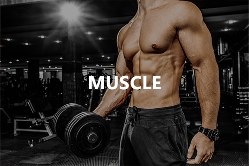 Muscle